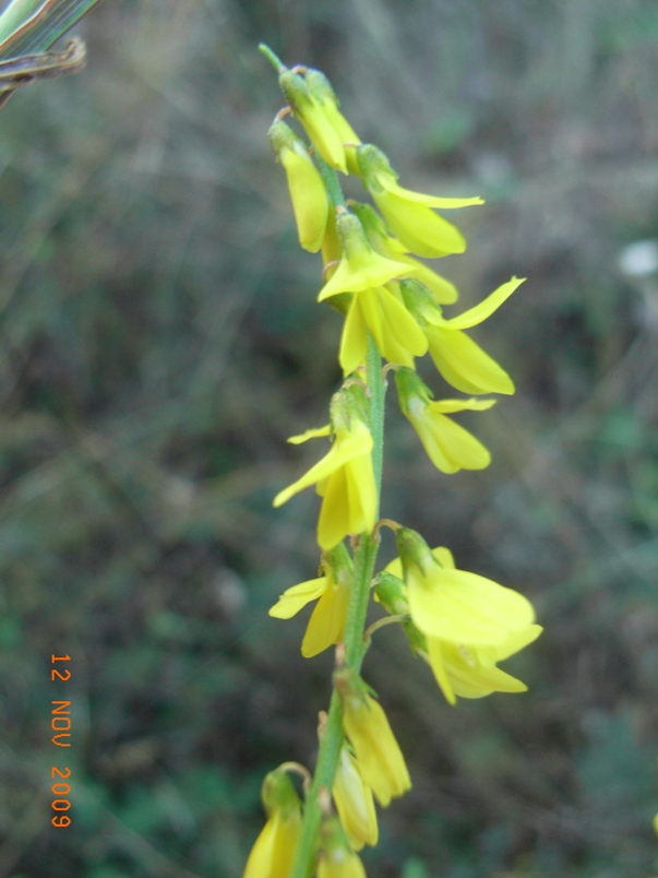 Trigonella altissima (=Melilotus altissimus) / Meliloto altissimo